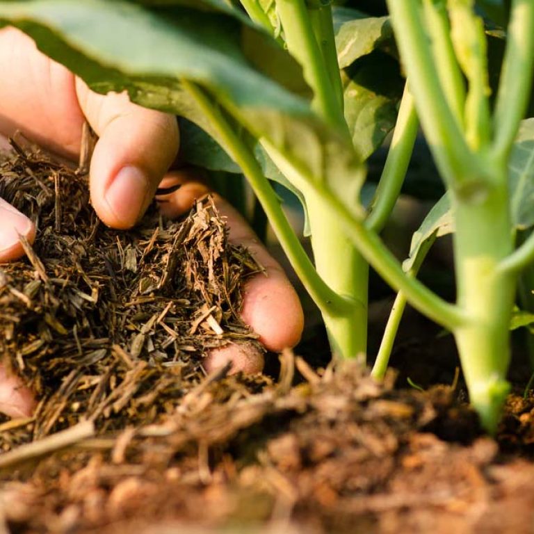 organic-fertilizers